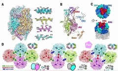 病毒学标志性成果！沐鸣娱乐代理中国科学家揭