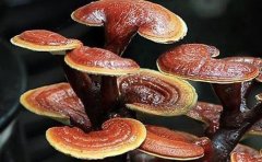 灵芝片泡水喝的功效有哪些沐鸣总代理