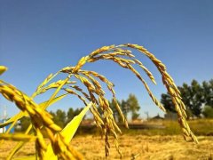 <b>沐鸣娱乐注册登录北京最大“飞地”变“宝地”</b>